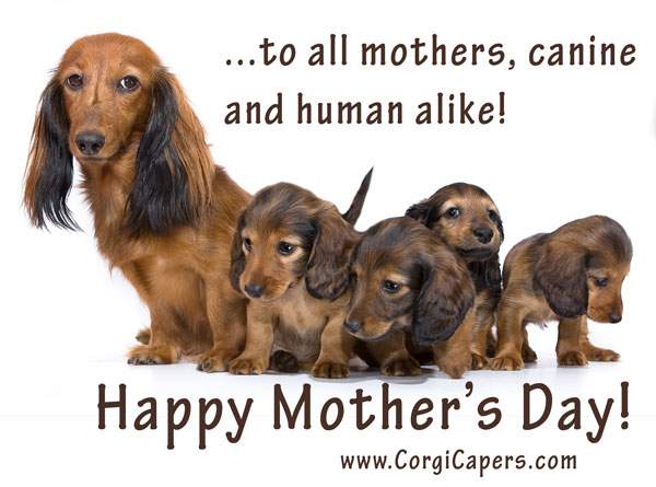 https://corgicapers.files.wordpress.com/2013/05/mothers-day-corgi-capers.jpg