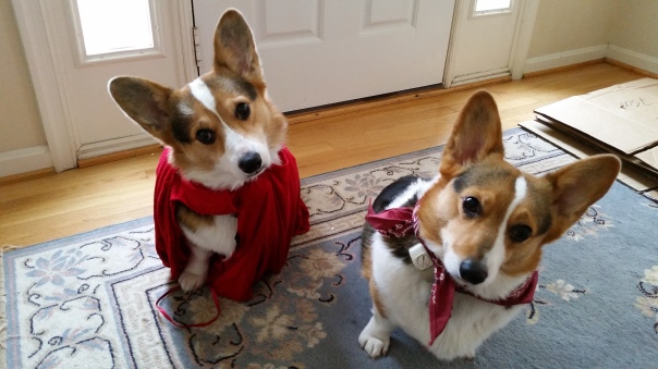 Yoda and Leia, wearing red for Denby. Yoda's cape is a tribute to the Super-Dog.